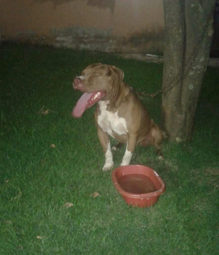 Photo of the dog