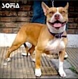 Photo of the dog