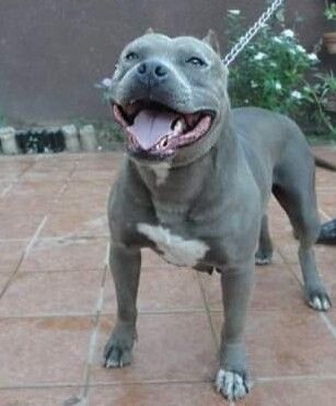 Photo of the dog