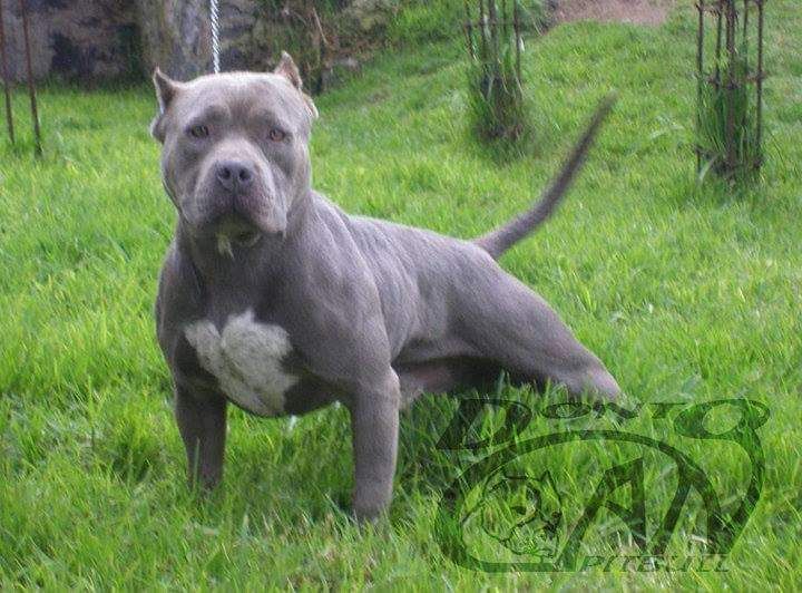 Photo of the dog
