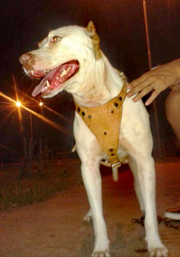 Photo of the dog
