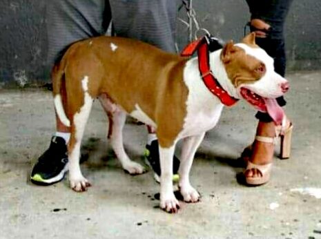 Photo of the dog