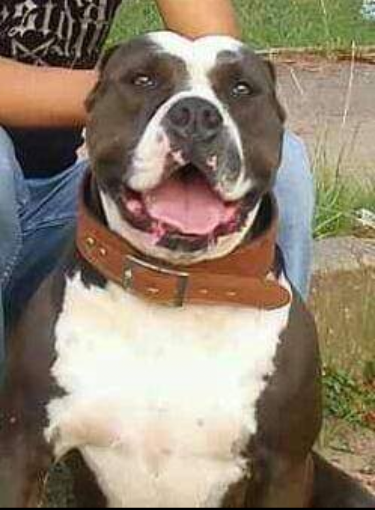 Photo of the dog