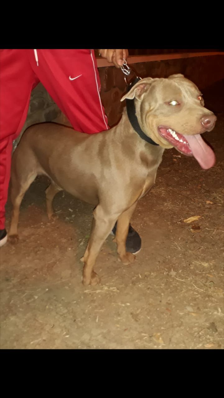 Photo of the dog