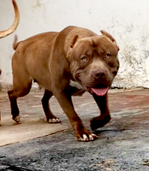 Photo of the dog