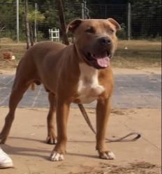 Photo of the dog