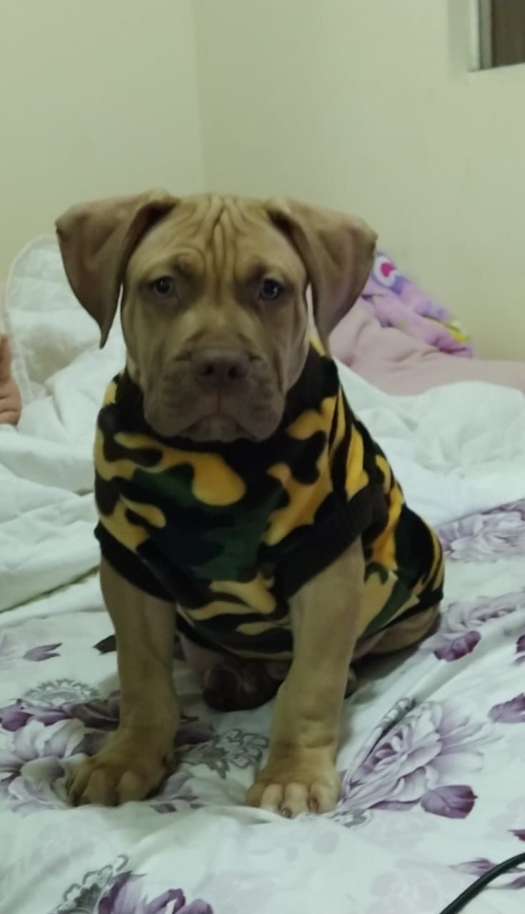 Photo of the dog
