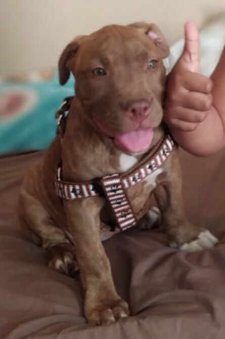 Photo of the dog