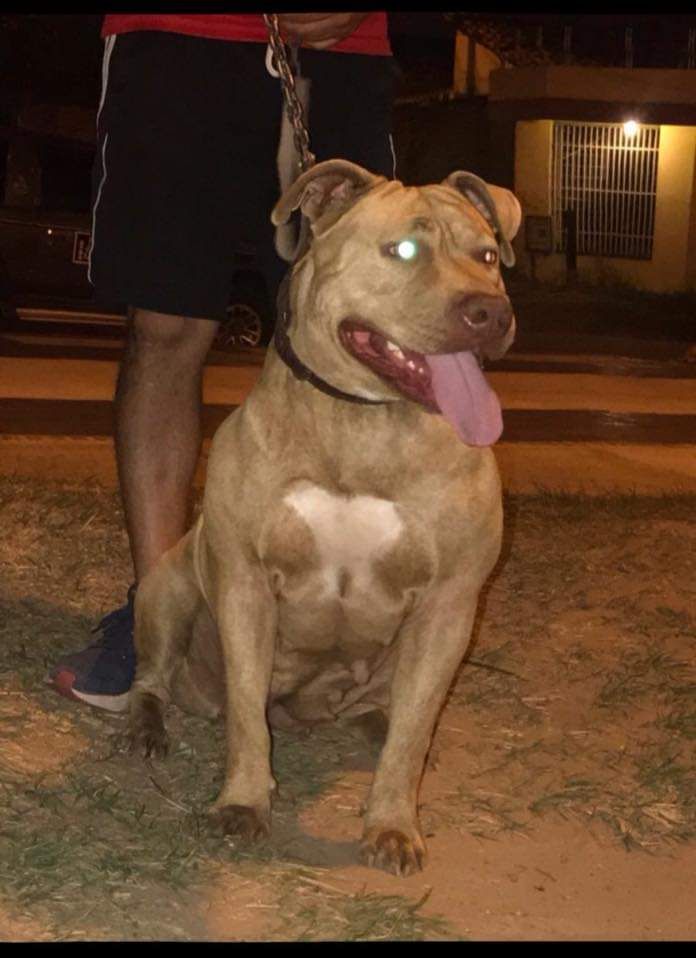 Photo of the dog