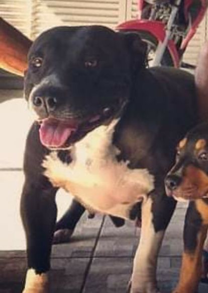Photo of the dog