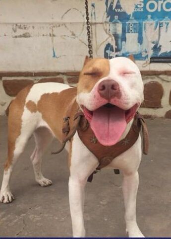 Photo of the dog