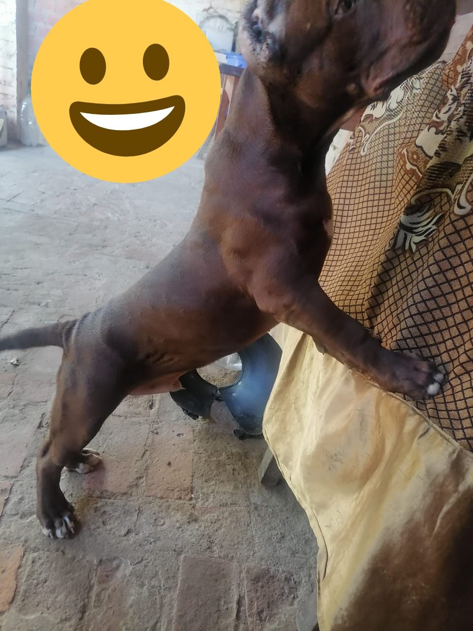 Photo of the dog