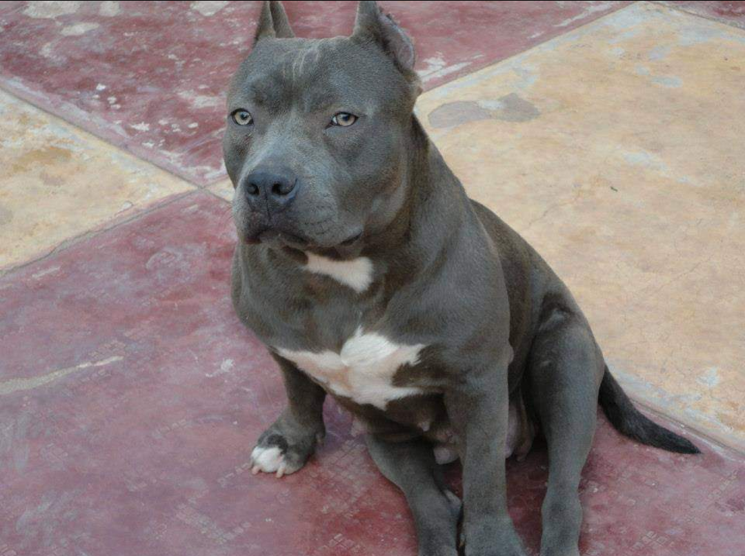 Photo of the dog