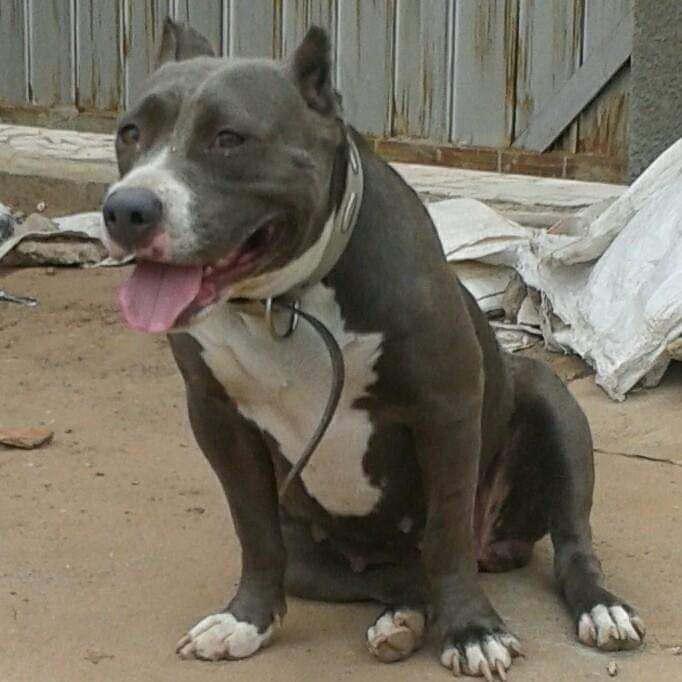 Photo of the dog