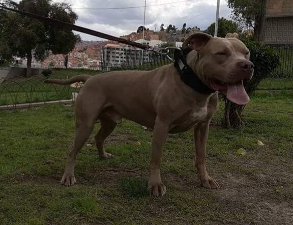 Photo of the dog