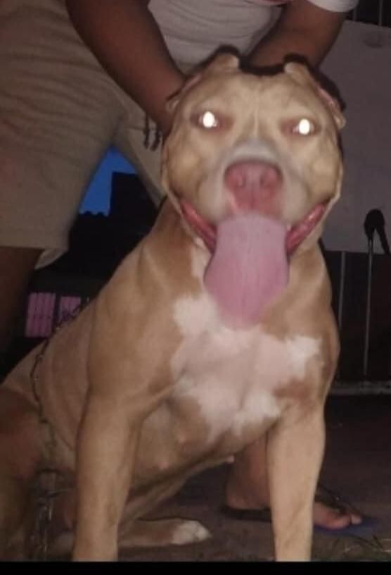 Photo of the dog