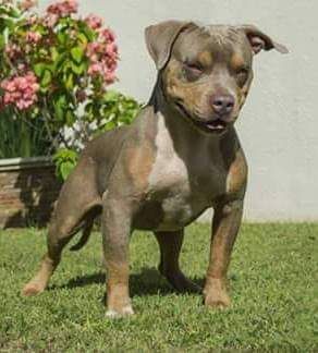 Photo of the dog