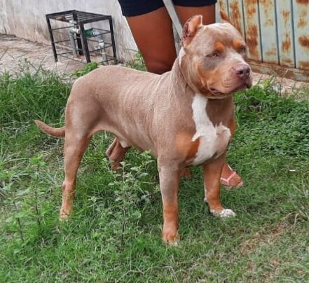 Photo of the dog