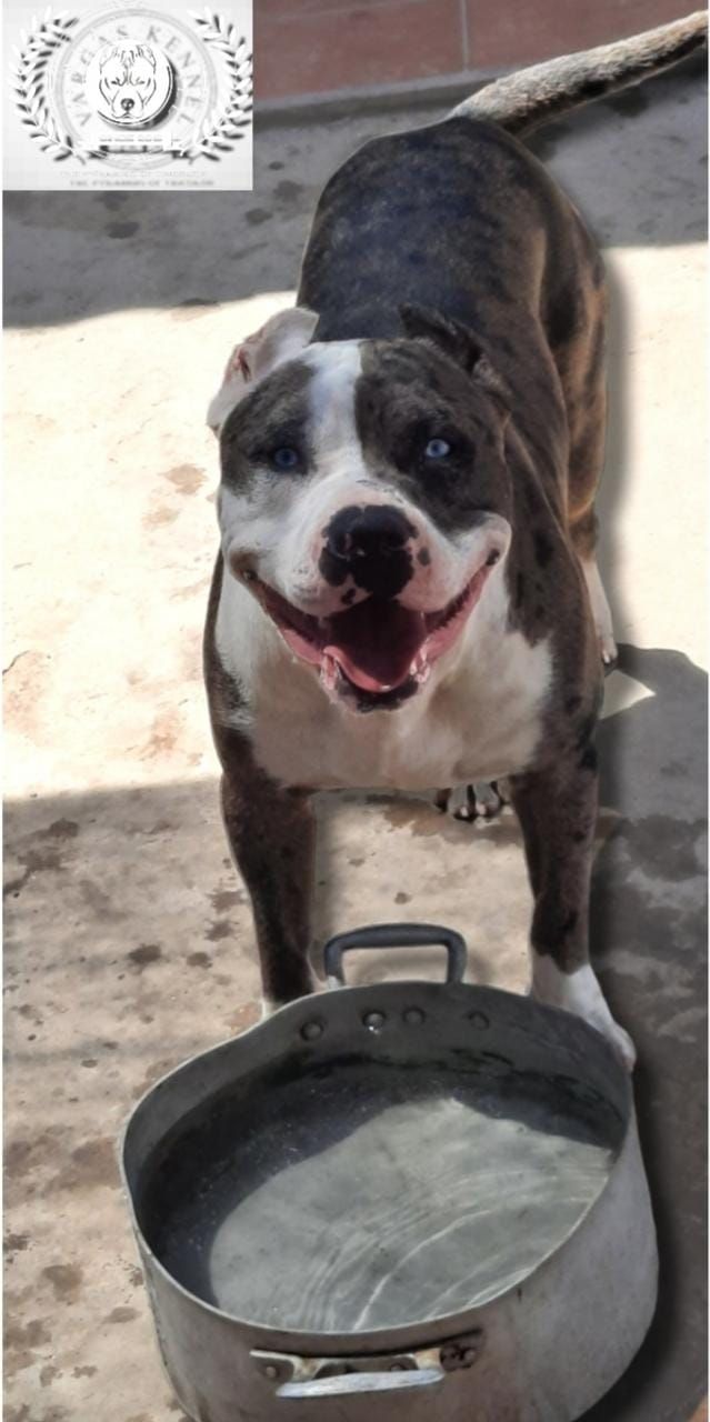 Photo of the dog