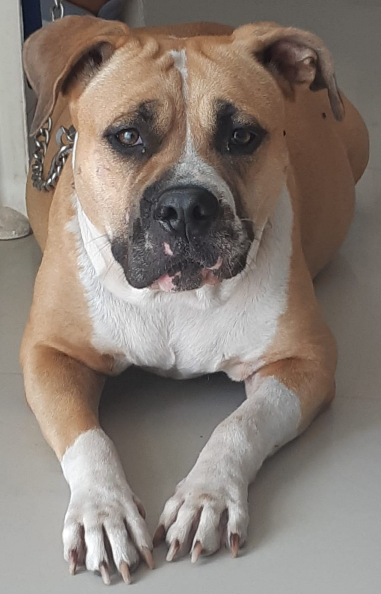 Photo of the dog