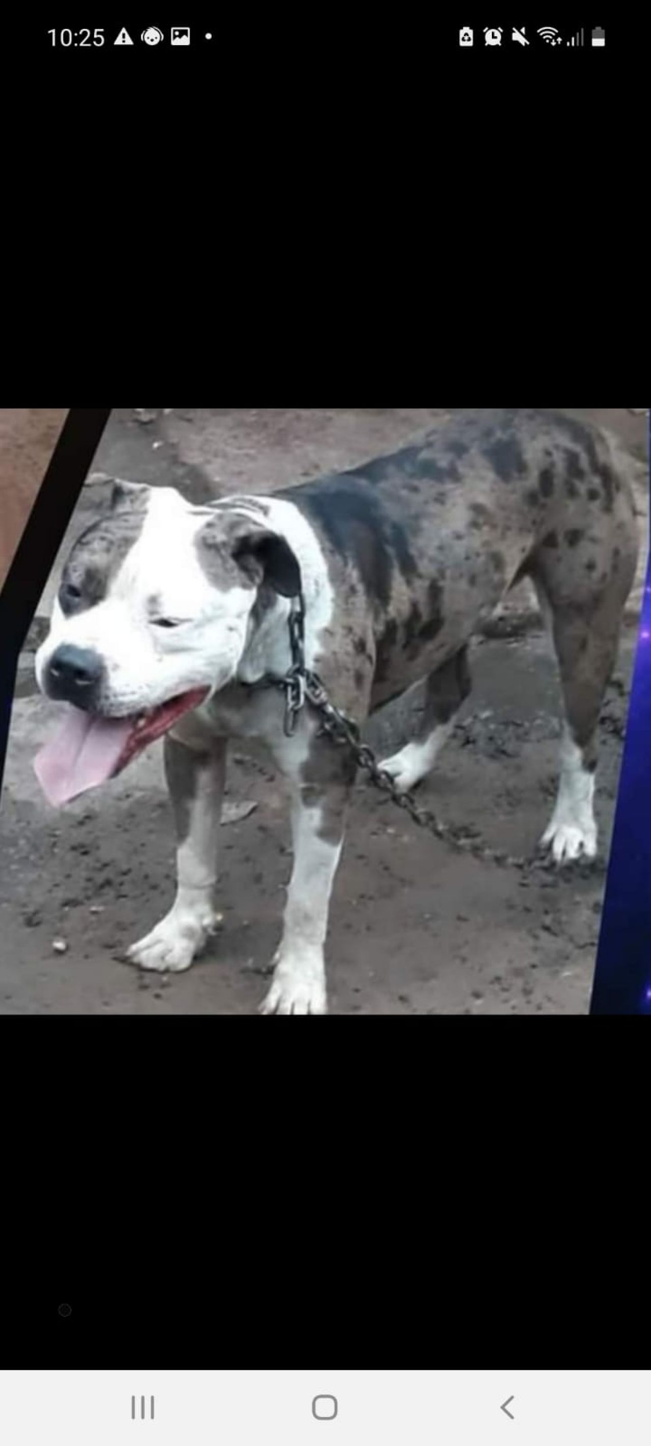 Photo of the dog