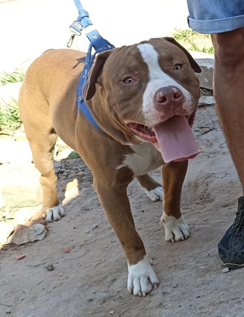 Photo of the dog