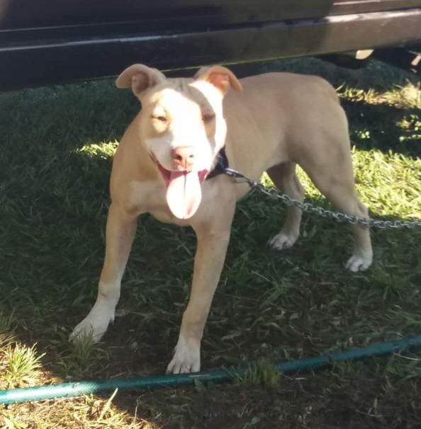 Photo of the dog