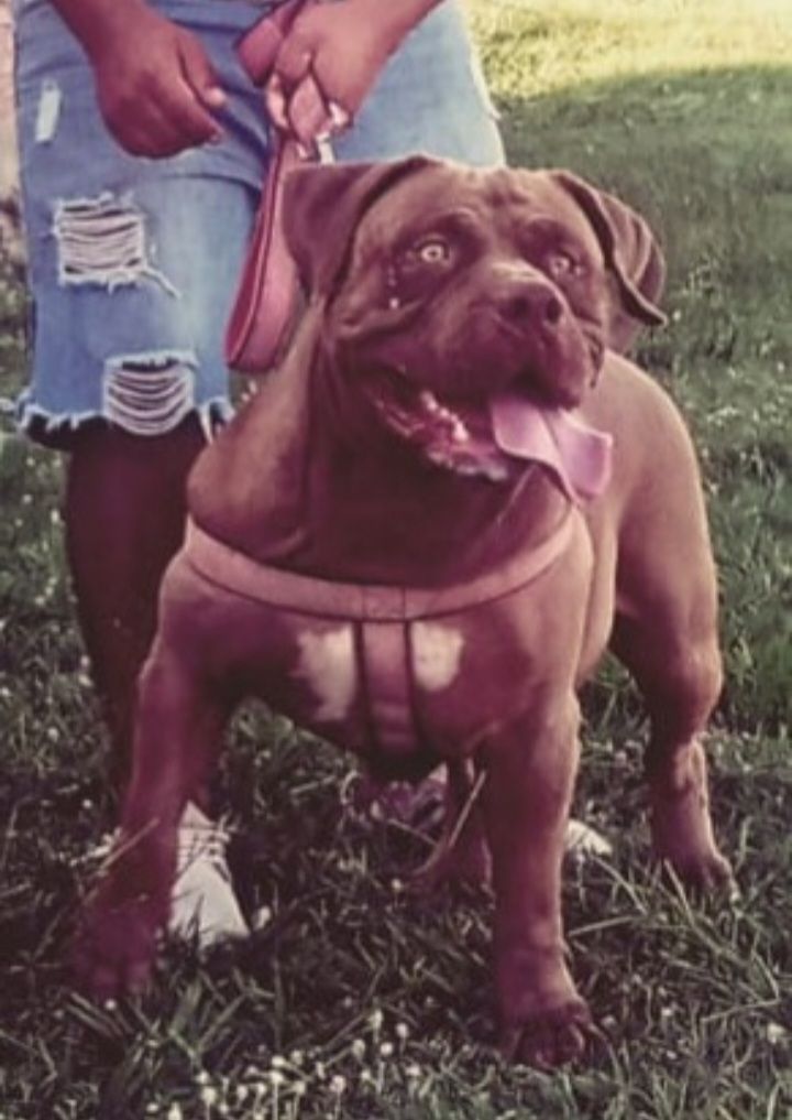 Photo of the dog