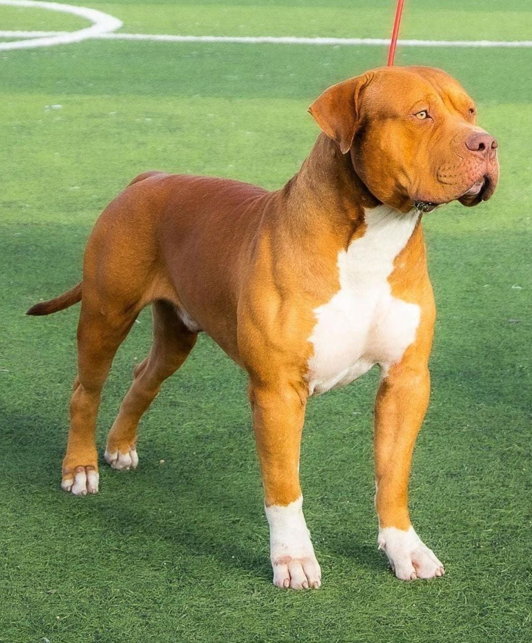 Photo of the dog