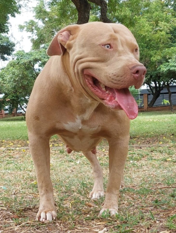 Photo of the dog