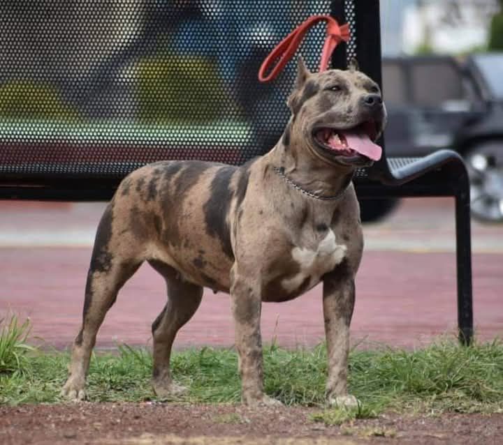 Photo of the dog
