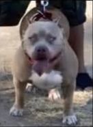 Photo of the dog