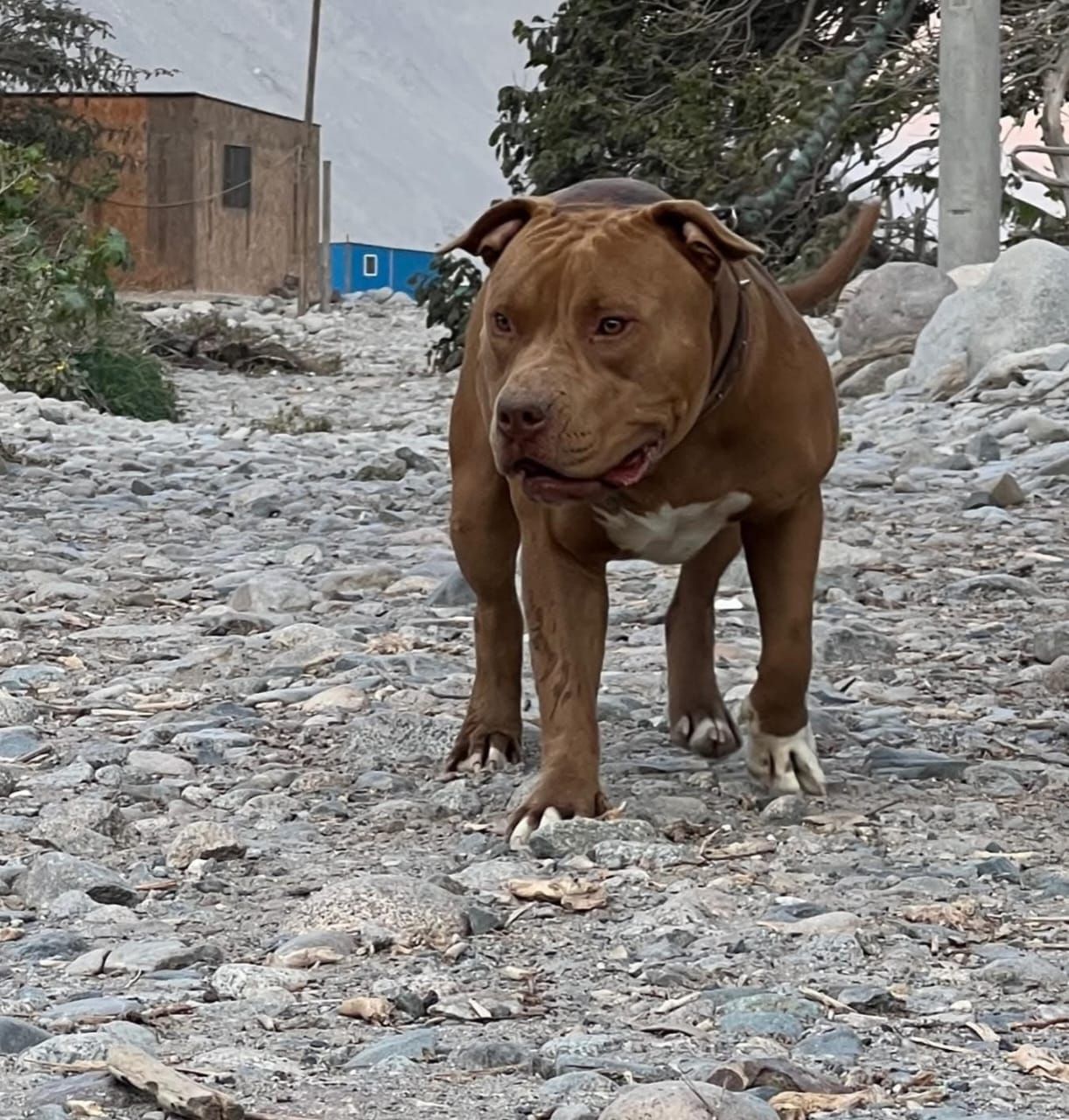 Photo of the dog