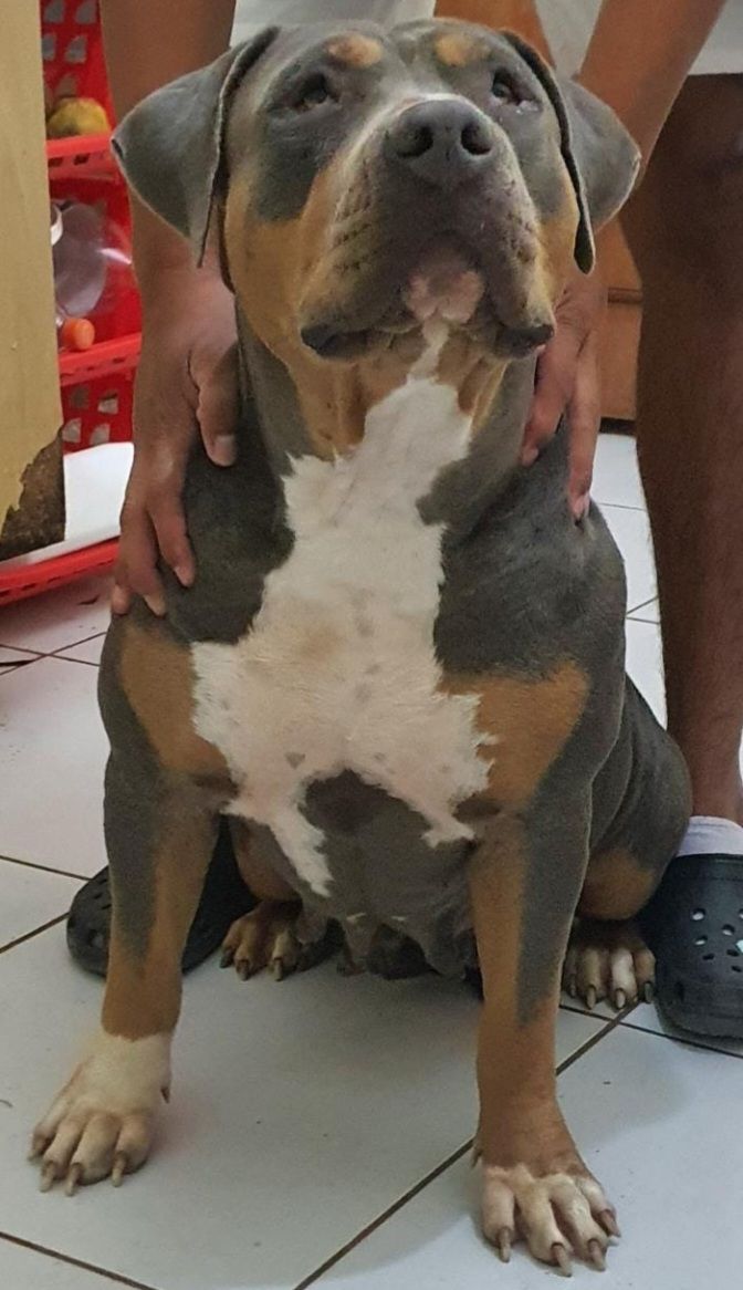 Photo of the dog