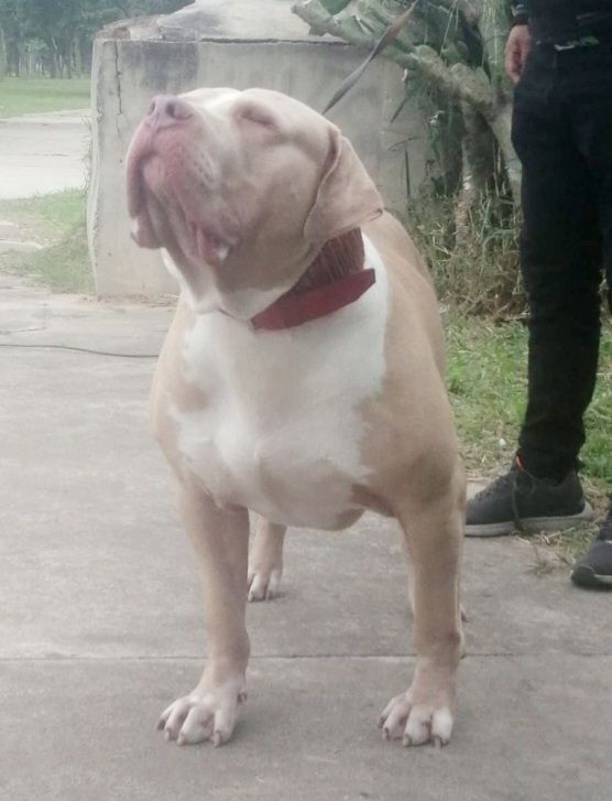 Photo of the dog