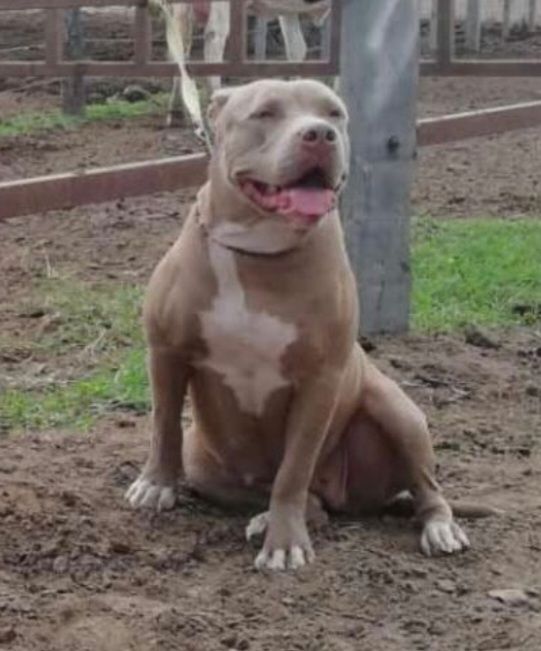 Photo of the dog