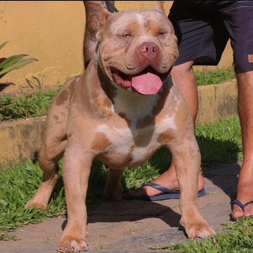 Photo of the dog