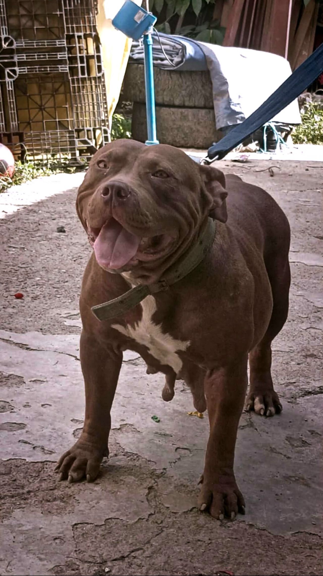 Photo of the dog