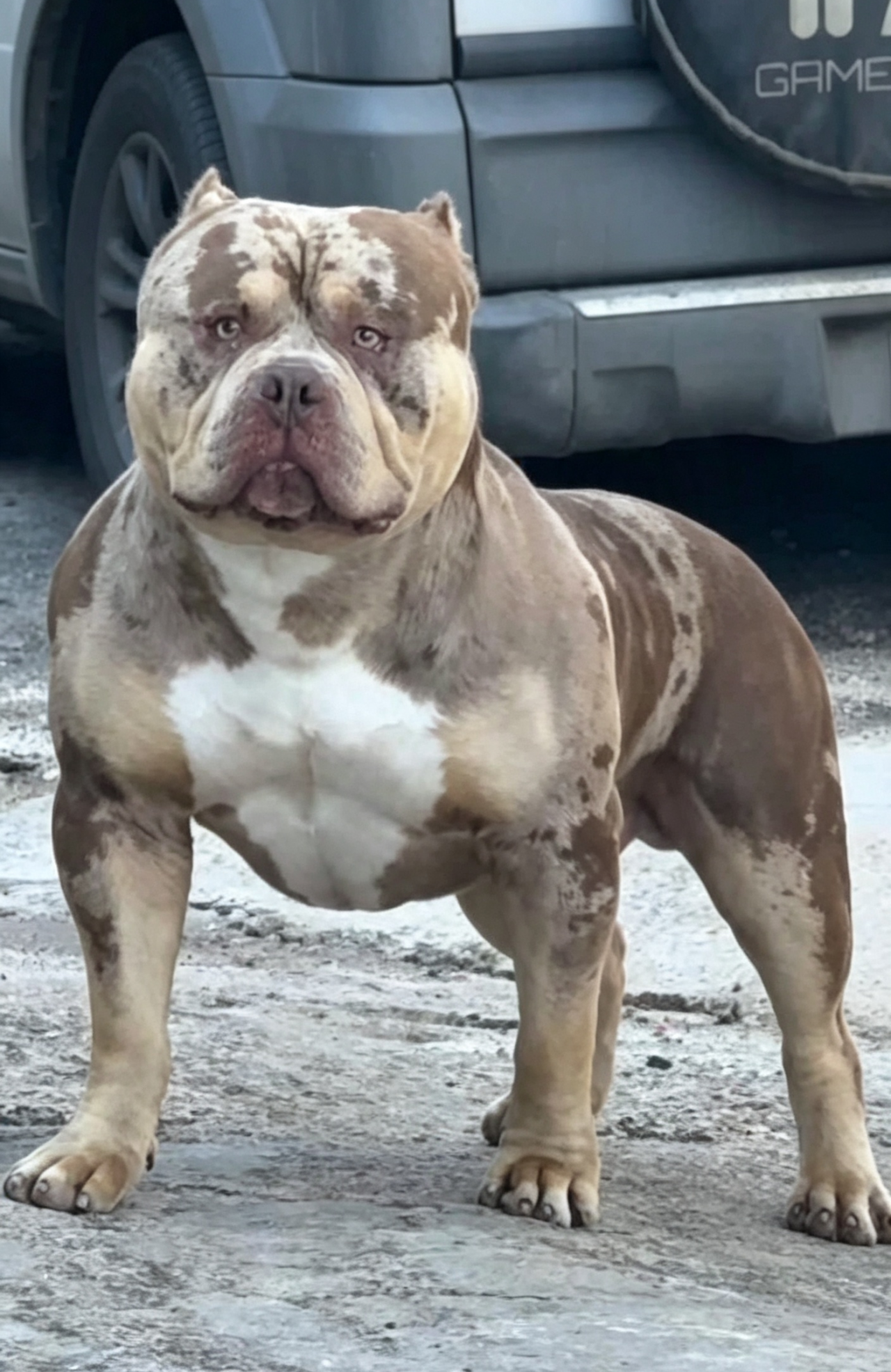 Photo of the dog