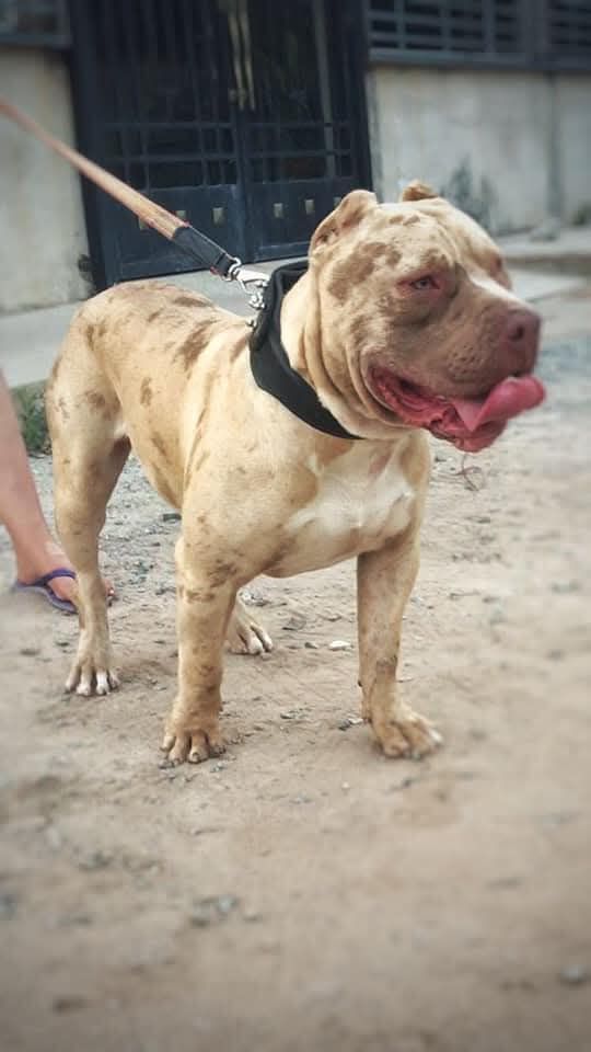 Photo of the dog