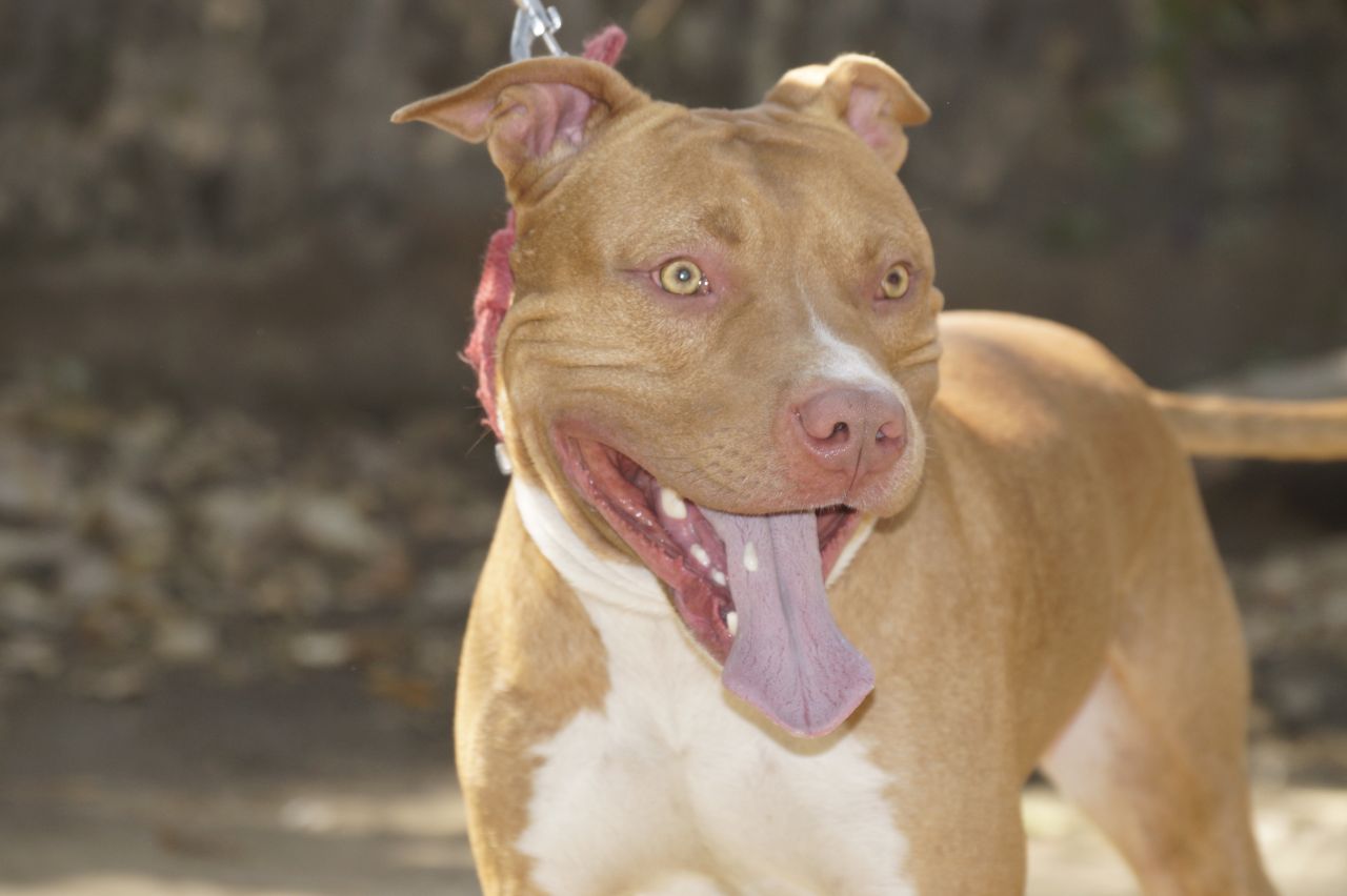 Photo of the dog