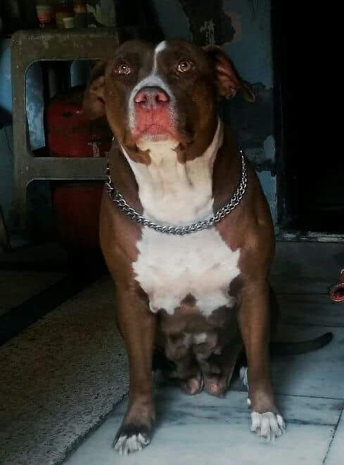 Photo of the dog