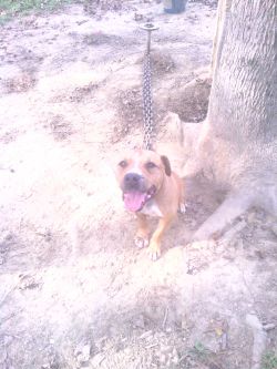 Photo of the dog