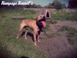 Photo of the dog