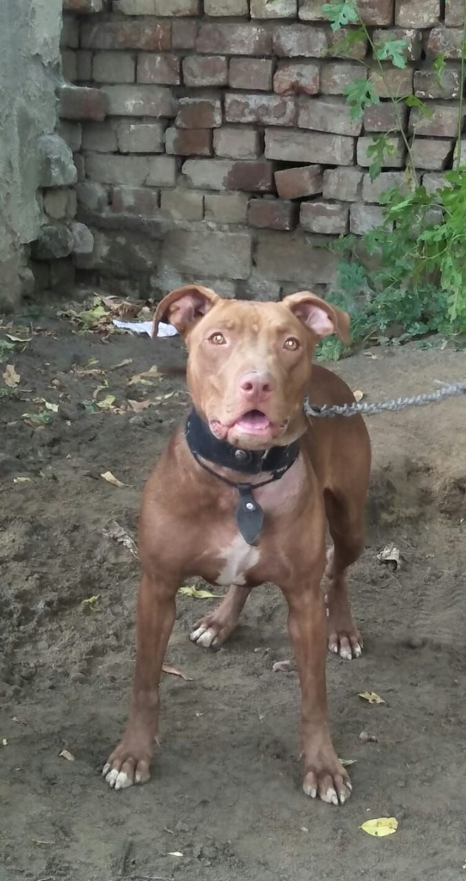 Photo of the dog