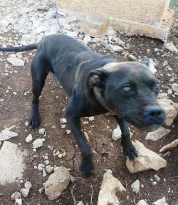 Photo of the dog