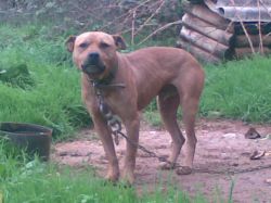 Photo of the dog