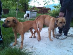 Photo of the dog