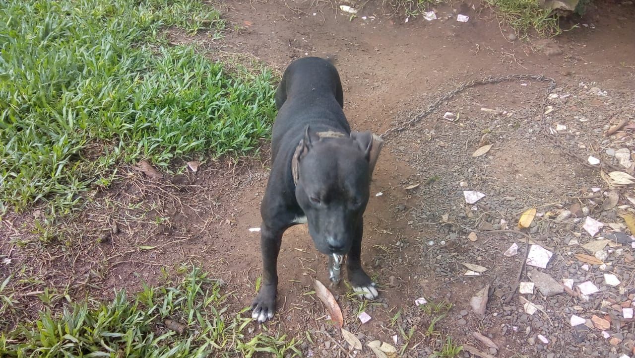 Photo of the dog
