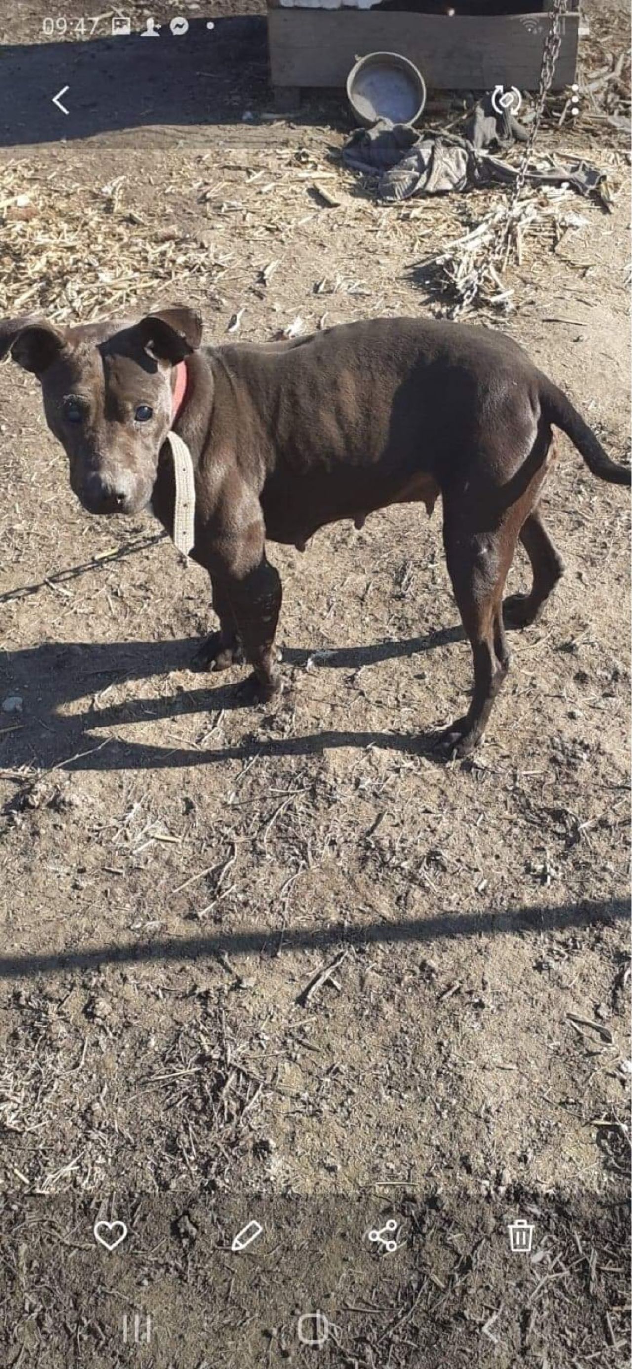 Photo of the dog